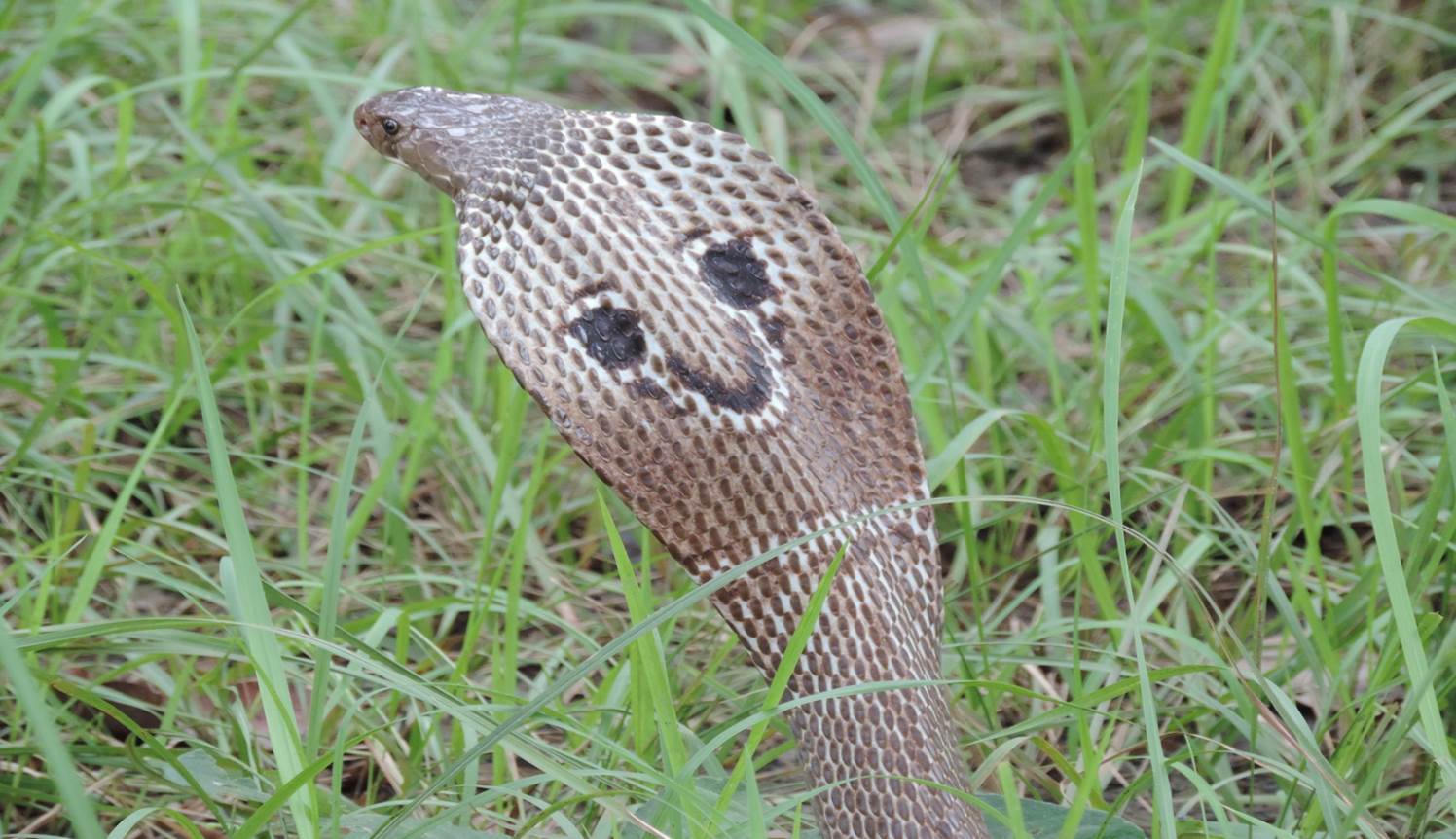 Image of SMILE FOR SNAKES